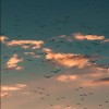 profile/آيه-احمد