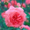 https://cdn.ujeeb.com/users/100*100/5XYxWKya0jksz5IGKipVqZOUYBgGpYsz.jpg