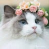 https://cdn.ujeeb.com/users/100*100/96QA238AXoZWbcrXG78kJj0cH9mn8zFD.jpg