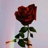 profile/لما-أحمد