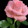 https://cdn.ujeeb.com/users/100*100/A178YNUPydZZ4qFjns7FciW7SnunFmwi.jpg