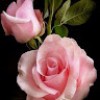 https://cdn.ujeeb.com/users/100*100/AKhmDc0uGEjfy7GlaxMyXvTXwmLPAkWT.jpg