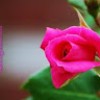 مستخدم مجهول