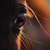 profile/sherin-qtishat-1