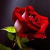 profile/نعمه-يوسف