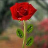 https://cdn.ujeeb.com/users/100*100/KHic1x1PzrFolOfuEW6ixEIyQCTwHpmp.jpg
