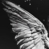 profile/علا-ع