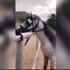 profile/شيماء-49