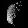 profile/ieman-baniyounis