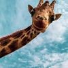 profile/هديل-شحادة