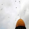profile/صفاء-ناصر-عبد-الحميد