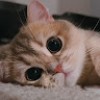 https://cdn.ujeeb.com/users/100*100/WsngtLrD9AeDtlqR4TIQAQNSWwiF3WaE.jpg