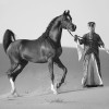 profile/حمد-العتيبي