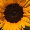 profile/مي-كامل