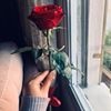 profile/أمامة-عبابنة