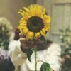 profile/سارة-عرفه-عبد-الوهاب