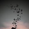 profile/رنده-شلباية