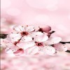 profile/دعاء-محسوب