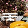 profile/دعاء-شومان