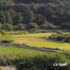 profile/لاش-لاش