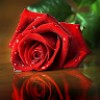 https://cdn.ujeeb.com/users/100*100/hv0svuwbRb1ERDq4JCsuaQneb1QsBCyb.jpg