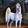 profile/محمد-كمال-5