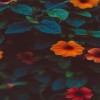 profile/خلود-خيرى