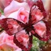 profile/amal-sw