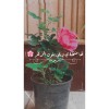 profile/حنين-محمد-5