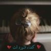 profile/هبة-جابر-1