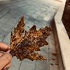 profile/رؤى-عمر