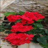 profile/روان-ضمره