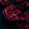 profile/س-سوريا