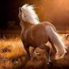 مستخدم مجهول