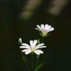 profile/سبييس