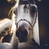 profile/دانية-4