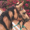 profile/يارا-حرب