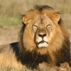 profile/ابراهيم-الحداد