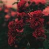 profile/سديل-الفاعور