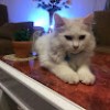 https://cdn.ujeeb.com/users/100*100/ycnsB2rpeZMPFk27rDwO6U4Pxz3JpPLh.jpg