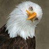 https://cdn.ujeeb.com/users/100*100/yxLHm1j1FWj3rrjY0MNwunBiWLFUrPI5.jpg