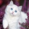 profile/يارا-ضياءالدين